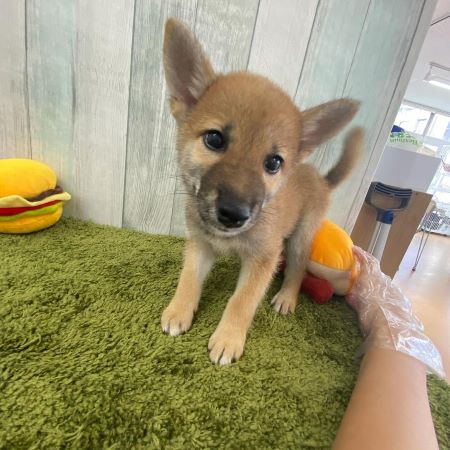 【大宮店】柴犬　まめ君