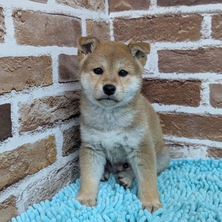 【板橋店】柴犬　らっきょ君