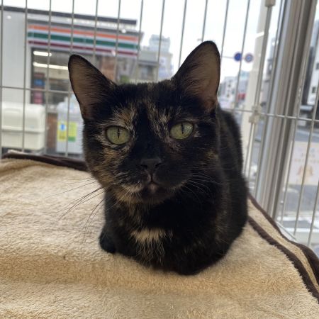 【大宮店】マンチカン　ニーナちゃん