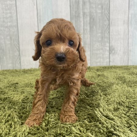 【大宮店】MIX犬（マルチーズ×トイプードル）コルト君