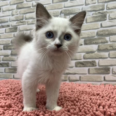 【横浜保土ケ谷店】ラグドール　アクアちゃん