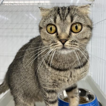 【横浜保土ケ谷店】スコティッシュ・フォールド　まなちゃん
