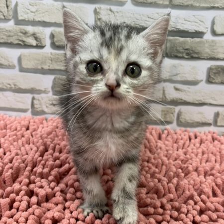 【横浜保土ケ谷店】アメリカンショートヘア　メロンちゃん