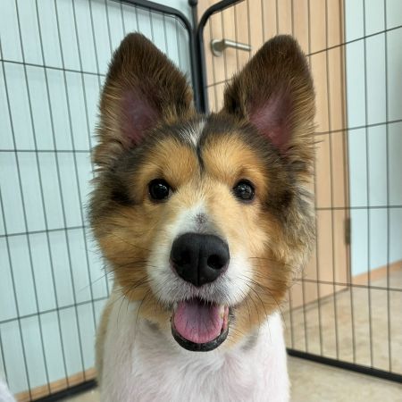 【横浜保土ケ谷店】シェットランドシープドッグ　ロイくん