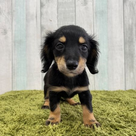 【大宮店】MIX犬（ミニチュアダックスフンド×チワワ・ミニチュアダックスフンド）ハンカちゃん