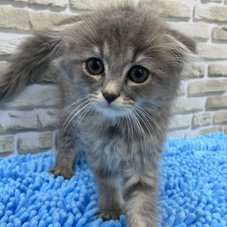 【横浜保土ケ谷店】スコティッシュフォールド　グアムくん