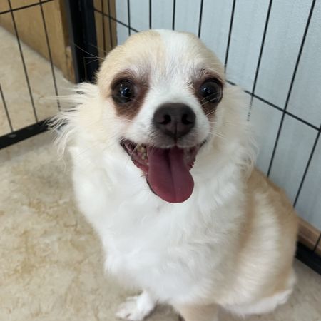 【横浜保土ケ谷店】チワワ　ユキナちゃん