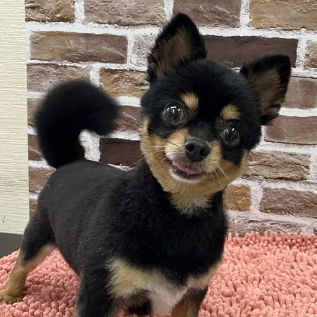 【横浜保土ケ谷店】チワワ　ポンちゃん