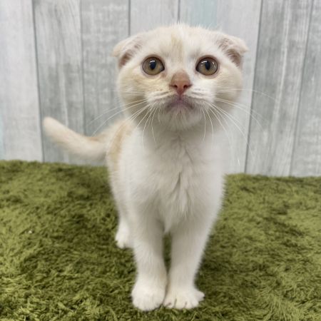 【大宮店】スコティッシュフォールド　サフェル君