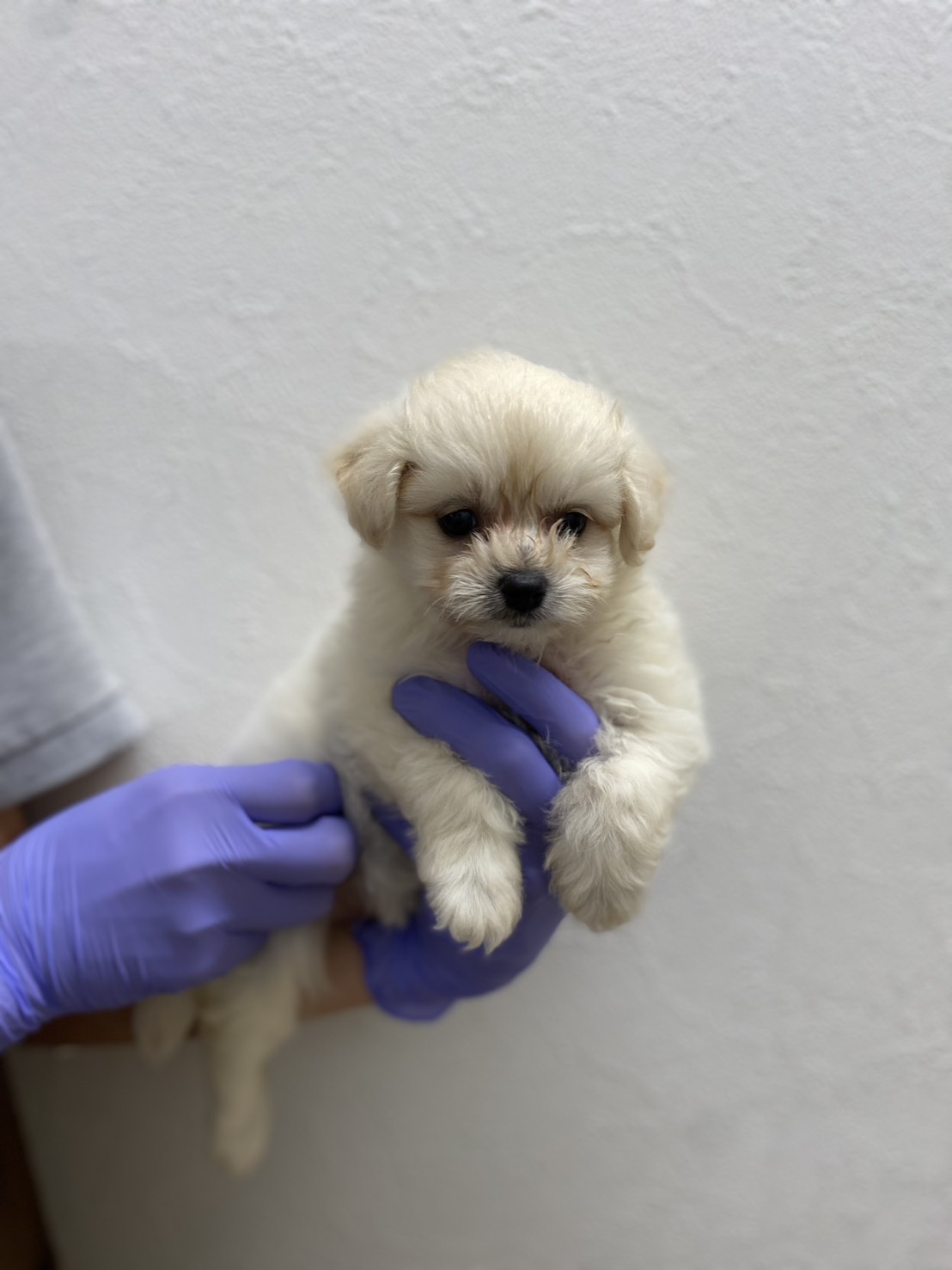 【大宮店】MIX犬（ポメラニアン×ビションフリーゼ）ウルシ君