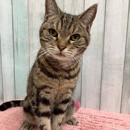 【板橋店】アメリカン・ショートヘア ー　チェリーちゃん