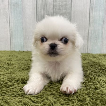 【大宮店】ペキニーズ　もちまる君