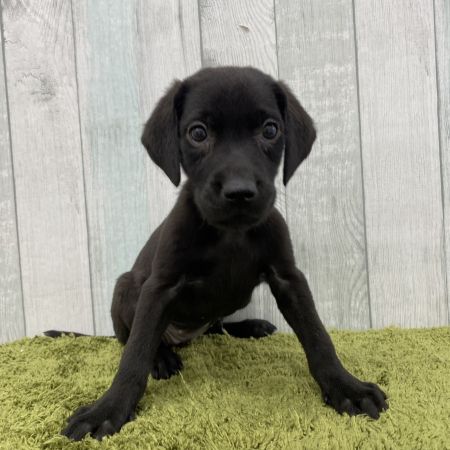 【大宮店】ラブラドールレトリバー　クロエちゃん