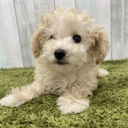 【大宮店】トイプードル　プリン君