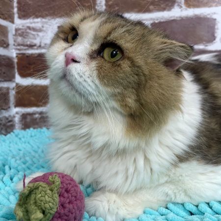 【板橋店】スコティッシュフォールド　うずら君