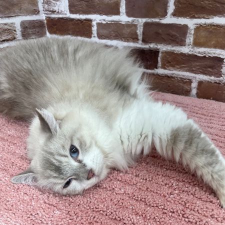 【板橋店】ラグドール　ソフィアちゃん