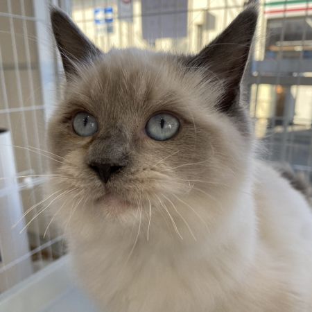 【大宮店】ラグドール　ローリエちゃん