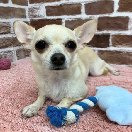 【板橋店】スムースコートチワワ　セラちゃん