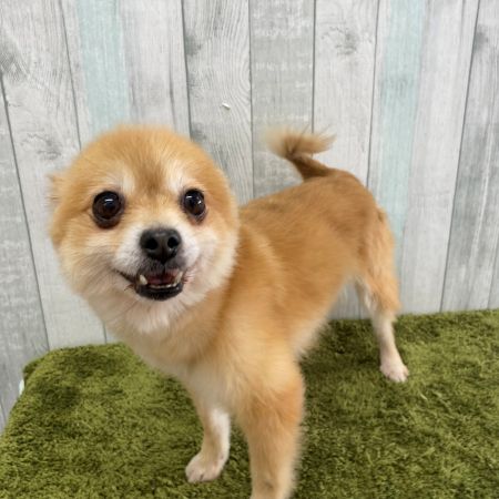 【大宮店】ポメラニアン　わたるちゃん