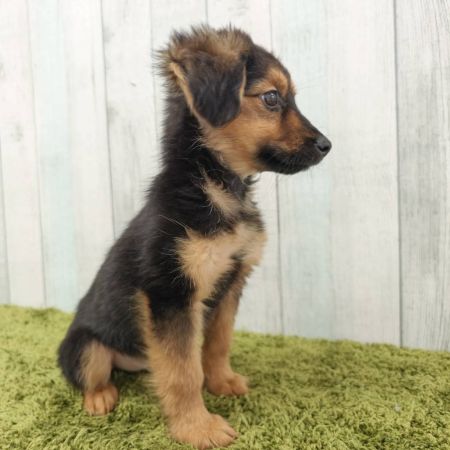 【大宮店】MIX犬(チワワ×ミニチュアダックスフンド)　ラウマちゃん