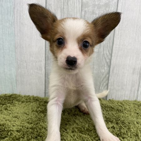 【大宮店】ジャックラッセルテリア　スパロウ君