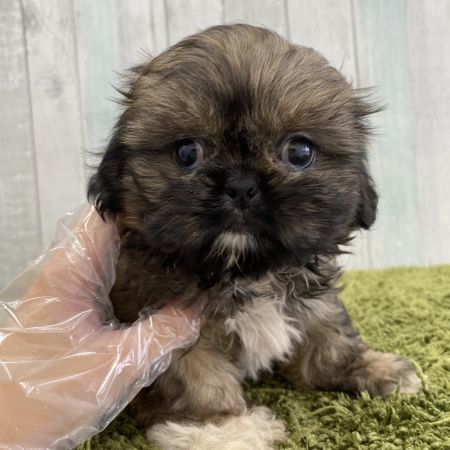 【大宮店】MIX犬（ペキニーズ×シーズー）　ぽち君