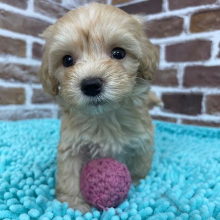 【板橋店】MIX犬（マルチーズ×トイプードル）マシュマロ君