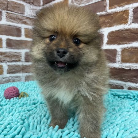 【板橋店】ポメラニアン　悠くん（ゆう）