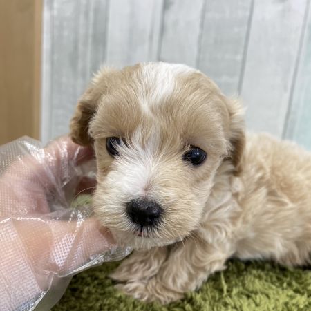 【大宮店】MIX犬（マルチーズ×トイプードル）　アカシャ君