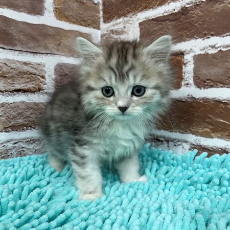 【板橋店】ミヌエット　虎白くん（こはく）