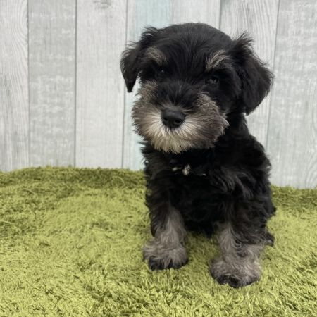 【大宮店】ミ二チュアシュナウザー　キシン君