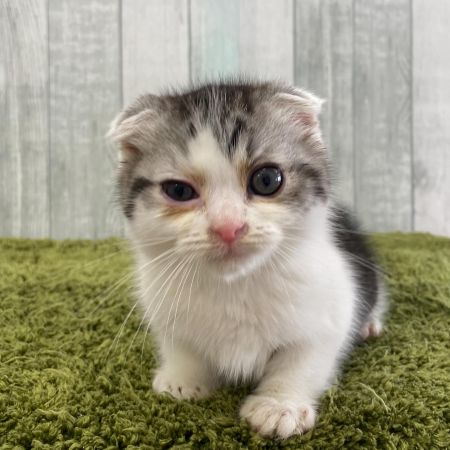 【大宮店】スコティッシュフォールド　ひさき君