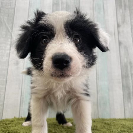 【大宮店】ボーダーコリー　ヘルタちゃん