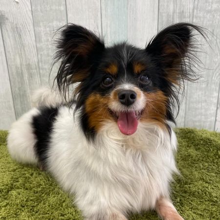 【大宮店】パピヨン　レディちゃん