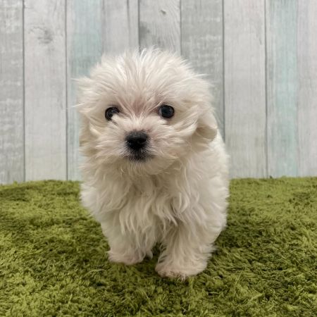 【大宮店】MIX犬（ボロニーズ×ビションフリーゼ）フリット君