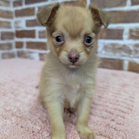 【板橋店】MIX犬（チワワ×チワワ・ミニチュアダックスフンド）アポロちゃん