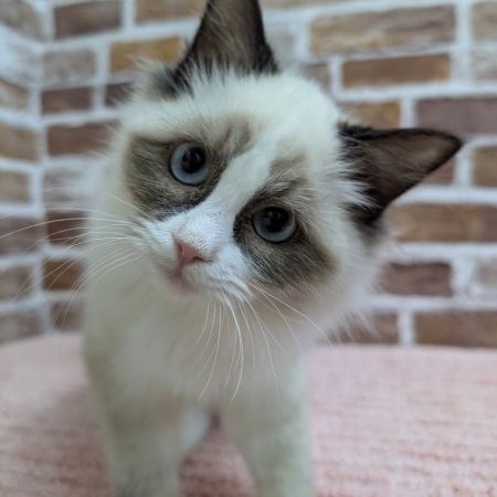 【板橋店】ラグドール　ぐるちゃん