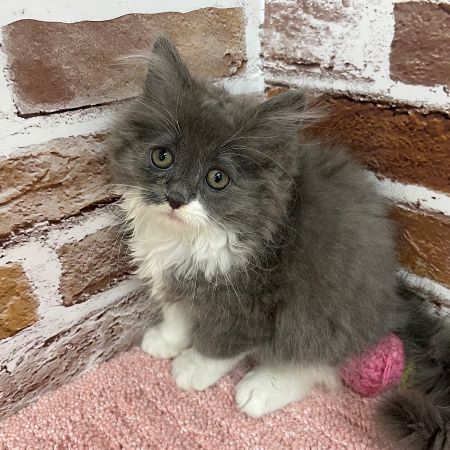 【板橋店】ラガマフィン　リリーちゃん