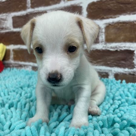 【板橋店】ジャックラッセルテリア　ぺろり君