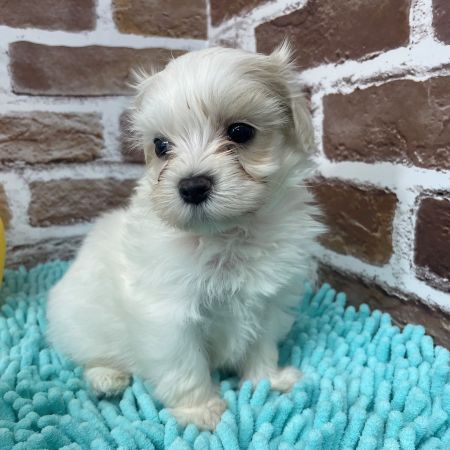 【板橋店】MIX犬（マルチーズ×トイプードル）うさぎ君