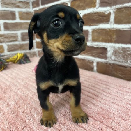 【板橋店】MIX犬（チワワ×ミニチュアダックスフンド）ハイジちゃん