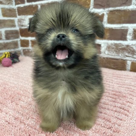 【板橋店】MIX犬（ポメラニアン×シーズー）おたぬちゃん