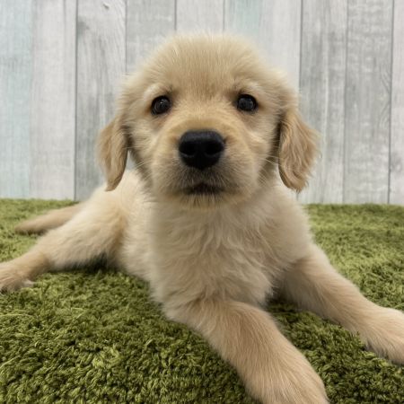 【大宮店】ゴールデンレトリバー　ハッピー君