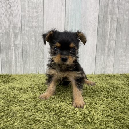 【大宮店】MIX（チワワ×ヨークシャーテリア）　モナ君