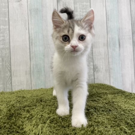 【大宮店】ミヌエット　ルイス君