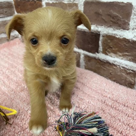 【板橋店】MIX犬（チワワ×トイプードル）スミちゃん