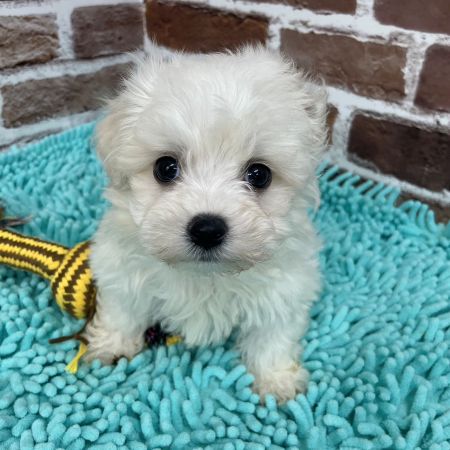 【板橋店】MIX犬（マルチーズ×ビションフリーゼ）マシュ君