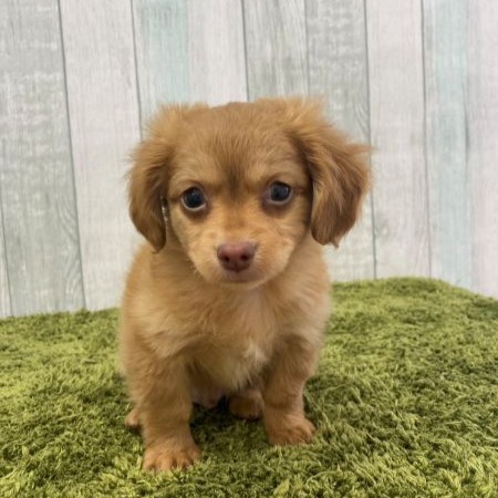 【大宮店】MIX犬（チワワ×ミニチュアダックスフンド）　デンジ君