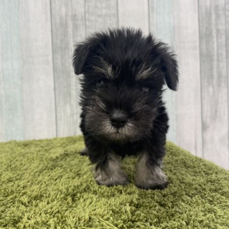 【大宮店】ミニチュアシュナウザー　ファルカ君