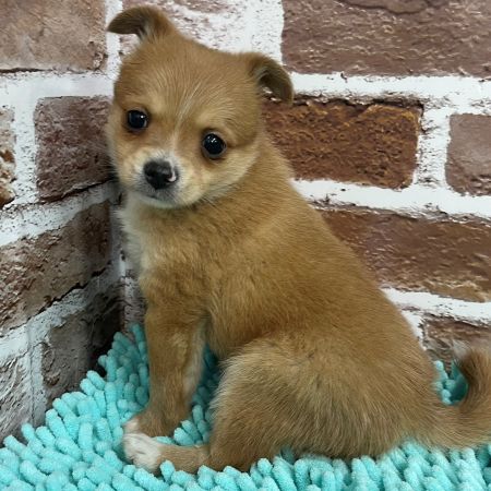 【板橋店】ロングコートチワワ　ぽんぽん君